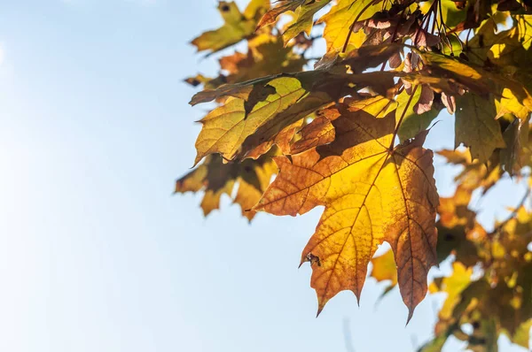 Branches Autumn Leaves Blue Sky Background Sunny Day Close View — Stock Photo, Image