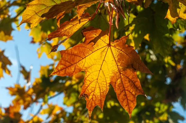 Branches Autumn Leaves Blue Sky Background Sunny Day Close View — Stock Photo, Image