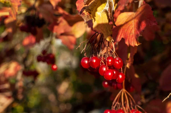 Guelder Subiu Ramo Com Bagas Vermelhas Folhas Laranja Dia Ensolarado — Fotografia de Stock