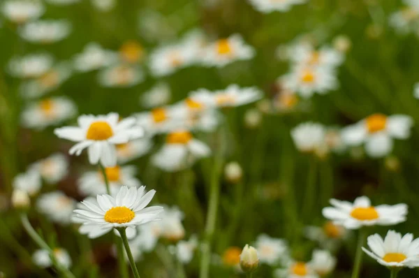 Dzikie Białe Kwiaty Rumianku Rosnące Łące Rozmytym Naturalnym Tle Zbliżenie — Zdjęcie stockowe