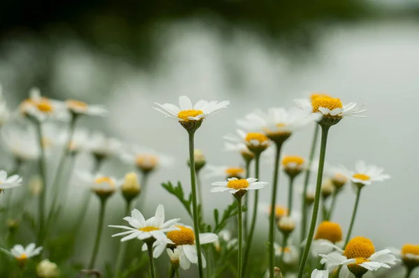 Vild Vit Kamomill Blommor Som Växer Ängen Suddig Naturlig Bakgrund — Stockfoto