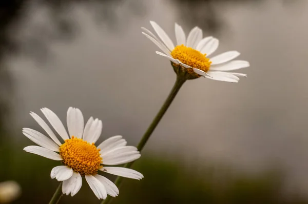 Dzikie Białe Kwiaty Rumianku Rosnące Łące Rozmytym Naturalnym Tle Zbliżenie — Zdjęcie stockowe