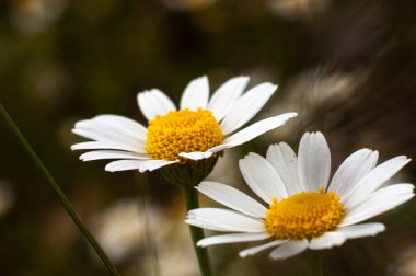 Güneşli bir günde çayırlarda yetişen papatya çiçekleri.  
