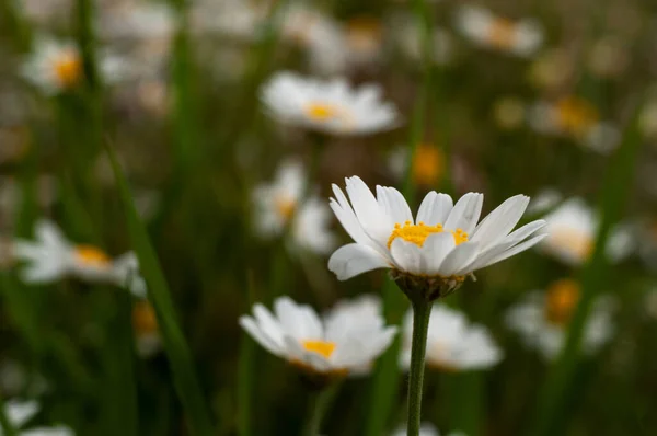 Wild Chamomile Flowers Growing Summer Meadow Sunny Day — Stock Photo, Image