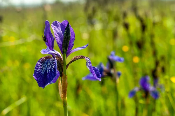 Hermosos Iris Silvestres Creciendo Prado Soleado Día Verano —  Fotos de Stock