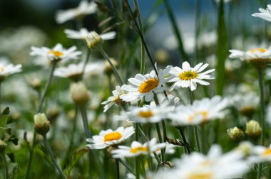 Güneşli bir günde çayırlarda yetişen papatya çiçekleri.  