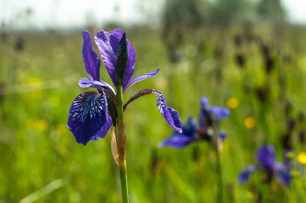 Hermosos Iris Silvestres Creciendo Prado Soleado Día Verano —  Fotos de Stock