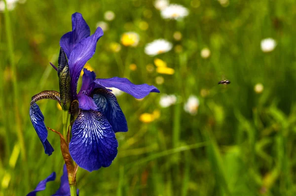 Hermosa Flor Iris Silvestre Creciendo Prado Soleado Día Verano —  Fotos de Stock