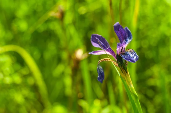 Hermosa Flor Iris Silvestre Creciendo Prado Soleado Día Verano —  Fotos de Stock