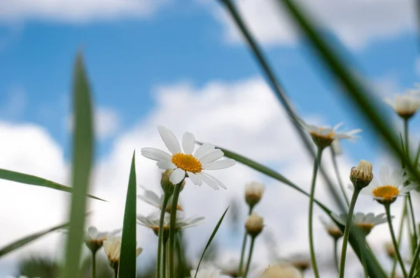 Дикі Квіти Ромашки Ростуть Літньому Лузі Сонячний День — стокове фото