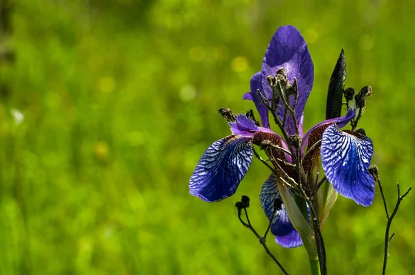 Hermosa Flor Iris Silvestre Creciendo Prado Soleado Día Verano —  Fotos de Stock