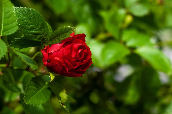 Red Close Garden Rose Flower Bokeh Blurred Background Photography — Stock Photo, Image