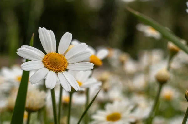 Dzikie Kwiaty Rumianku Rosnące Letniej Łące Słoneczny Dzień — Zdjęcie stockowe