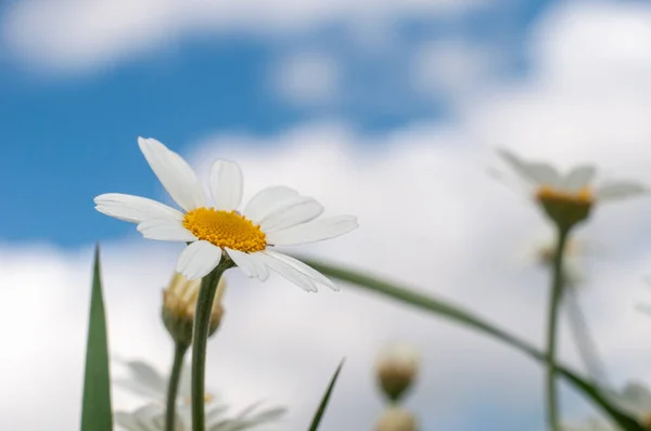 Dzikie Kwiaty Rumianku Rosnące Letniej Łące Słoneczny Dzień — Zdjęcie stockowe
