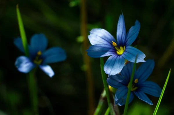 Primeros Planos Salvaje Pequeña Flor Azul Macro Fotografía —  Fotos de Stock