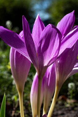 Arka plan olarak çiçek açan mor timsahlar, doğa konsepti. 