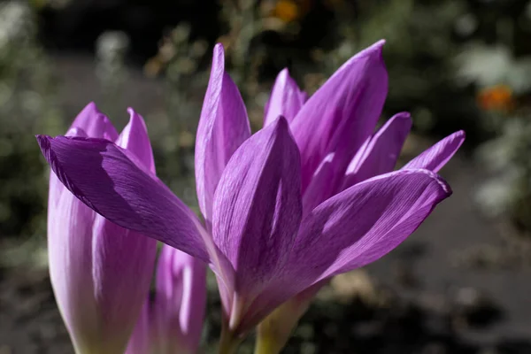 Jardín Floreciente Azafrán Violeta Como Fondo Concepto Naturaleza — Foto de Stock