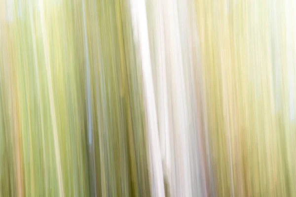 Αφηρημένη Μαγεία Ξύλο Δέντρα Φόντο Κάμερα Χαμηλή Κλείστρο Punning Shot — Φωτογραφία Αρχείου
