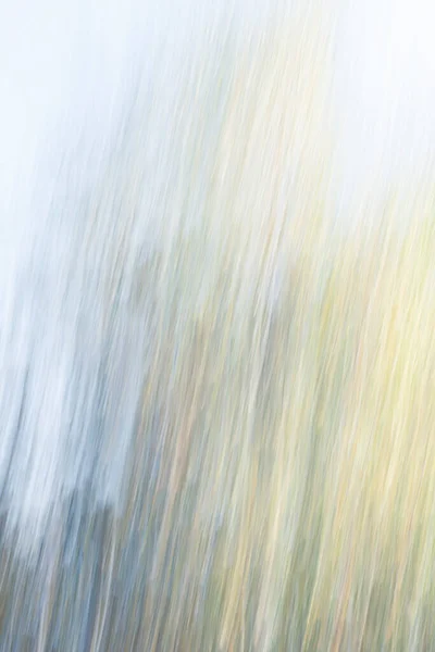 Abstract Magic Wood Trees Background Camera Low Shutter Punning Shot — Stock Photo, Image