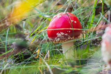 Mantar Amanita Muscaria sonbahar ormanlarında kapanıyor.