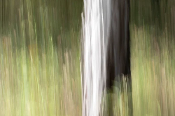 Abstract Magische Hout Bomen Achtergrond Camera Lage Sluitertijd Punning Schot — Stockfoto