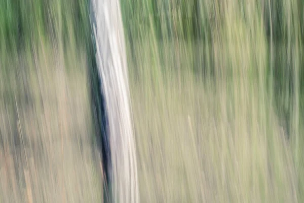 Abstrakte Magische Holz Bäume Hintergrund Kamera Mit Niedrigem Verschluss — Stockfoto