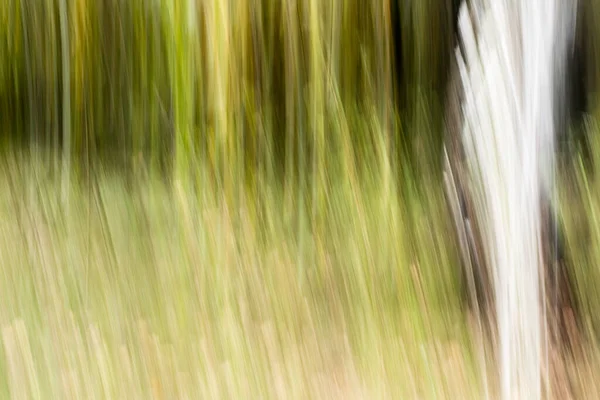 Abstract Magische Hout Bomen Achtergrond Camera Lage Sluitertijd Punning Schot — Stockfoto