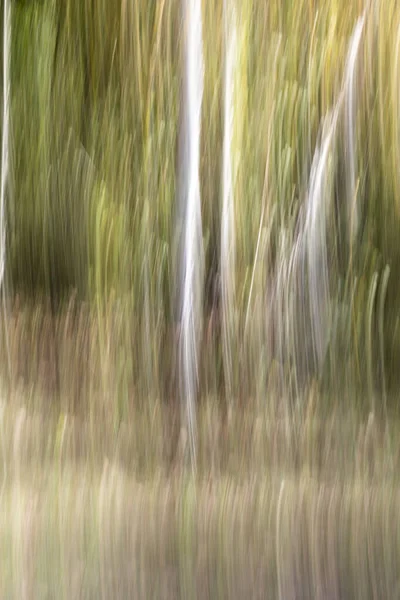 Abstract Magische Hout Bomen Achtergrond Camera Lage Sluitertijd Punning Schot — Stockfoto