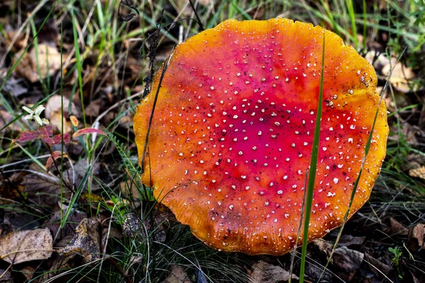 Grzyb Amanita Muscaria Zamknąć Jesienią Lesie — Zdjęcie stockowe