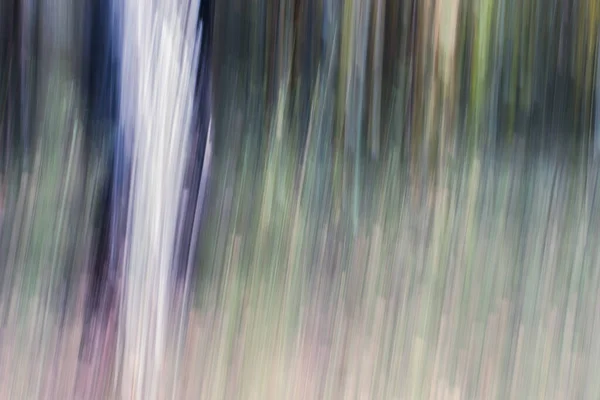 Αφηρημένη Μαγεία Ξύλο Δέντρα Φόντο Κάμερα Χαμηλή Κλείστρο Punning Shot — Φωτογραφία Αρχείου