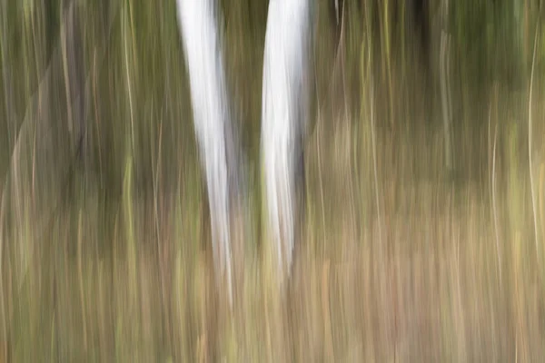 Abstract Magische Hout Bomen Achtergrond Camera Lage Sluitertijd Punning Schot — Stockfoto