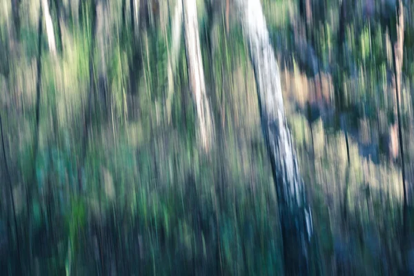 Abstract Magische Hout Bomen Achtergrond Camera Lage Sluitertijd Punning Schot — Stockfoto