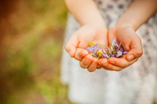 Kwiaty Rękach Dziecka — Zdjęcie stockowe