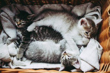 sepet 2 aylık yavru kedi