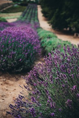 Lavanta tarlada Krakov, Polonya