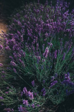 Lavanta tarlada Krakov, Polonya