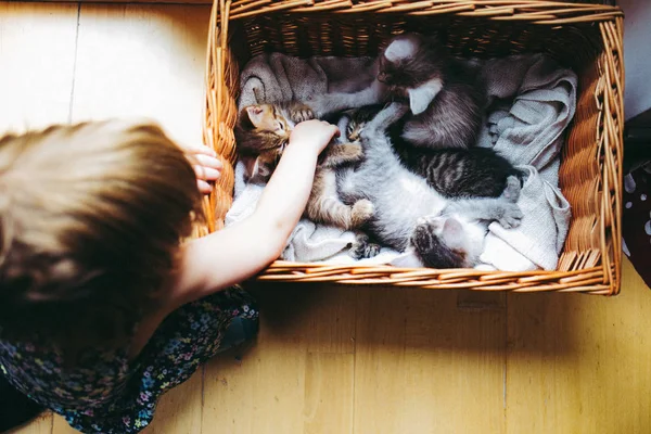 Little Girl Paying Kittens — Stock Photo, Image