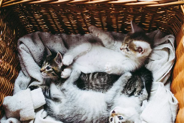 Місячні Кошенята Кошику — стокове фото