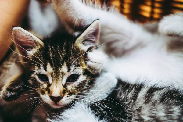 Gattini Mesi Nel Cestino — Foto Stock