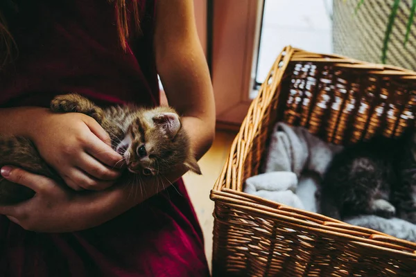 Anos Menina Pagando Com Gatinhos — Fotografia de Stock