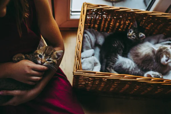 Anos Menina Pagando Com Gatinhos — Fotografia de Stock