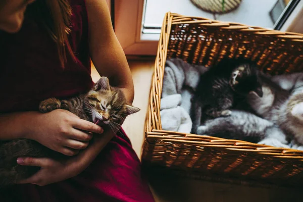 Anos Menina Pagando Com Gatinhos — Fotografia de Stock