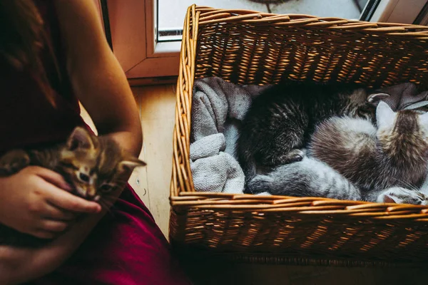 Anos Menina Pagando Com Gatinhos — Fotografia de Stock