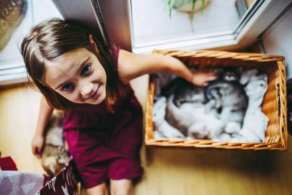 Years Little Girl Paying Kittens — Stock Photo, Image