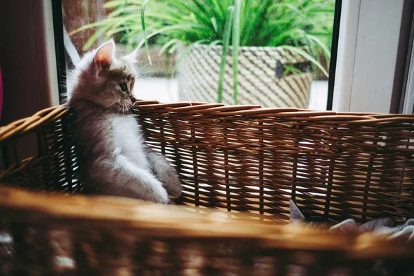かごの中の生後 ヶ月の子猫 — ストック写真