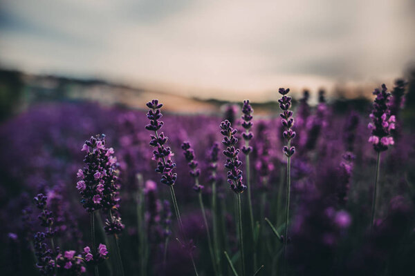 Лавандовое поле рядом с Краковом, Польша
