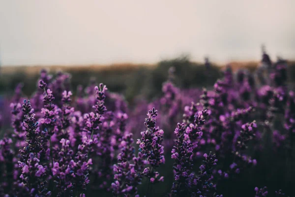Lavender Field Cracow Poland — Stock Photo, Image