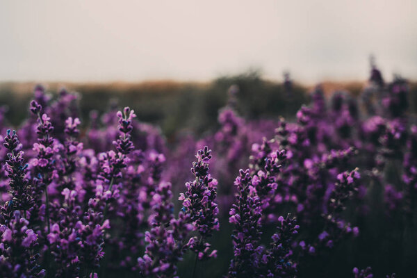 Лавандовое поле рядом с Краковом, Польша

