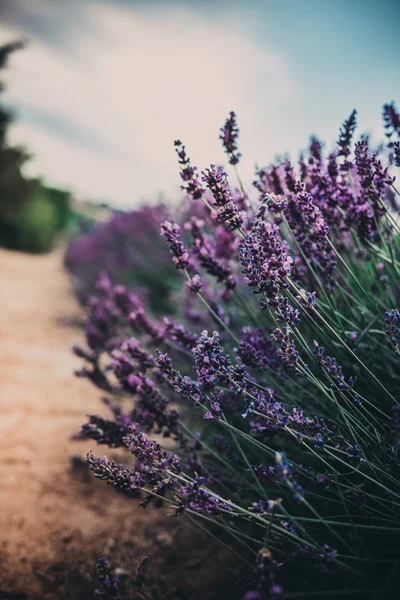 Campo Lavanda Vicino Cracovia Polonia — Foto Stock