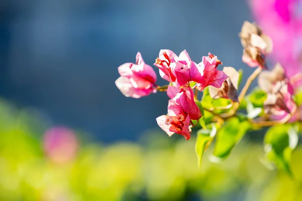 Colorful Bougainvillea Flowers Focus Foreground — Stock Photo, Image